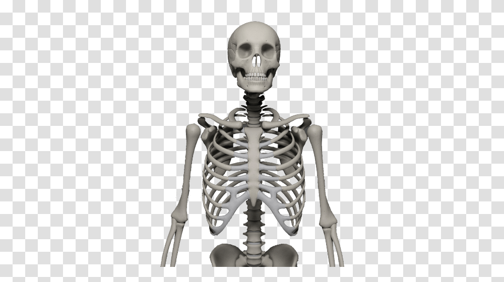 Skeleton, Person Transparent Png