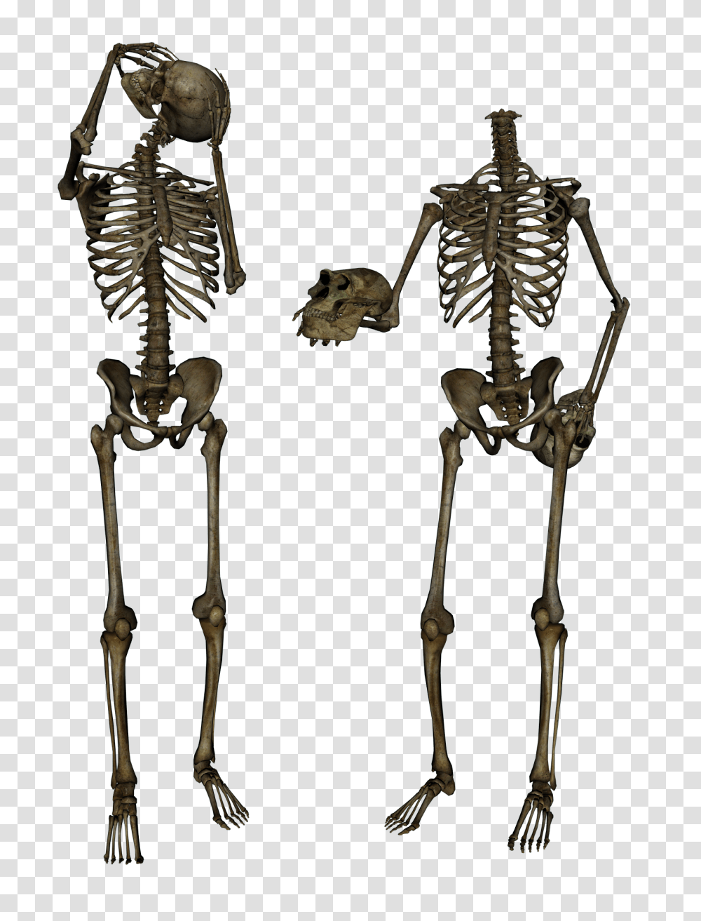 Skeleton, Person Transparent Png