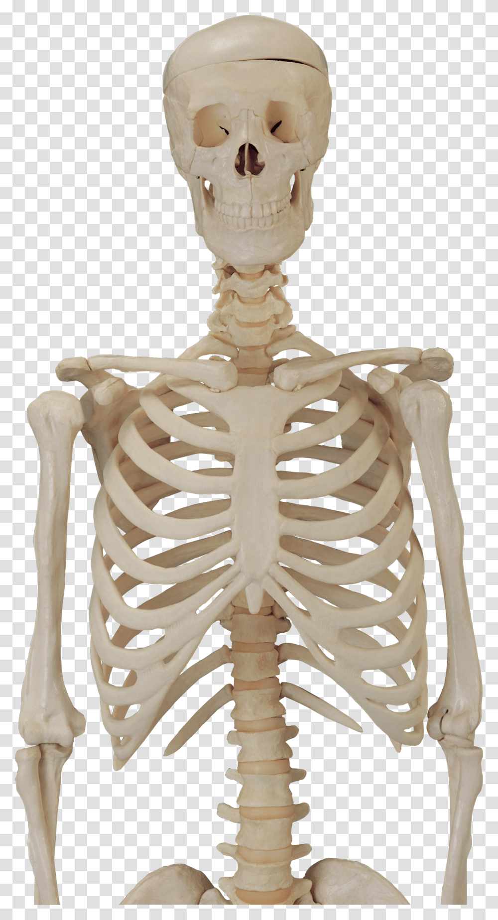 Skeleton, Person Transparent Png