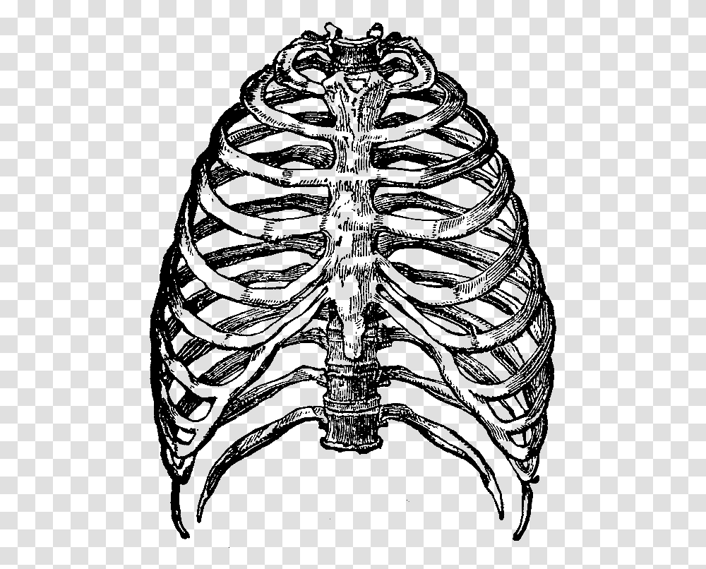 Skeleton Rib Cage, Nature, Outdoors, Night, Astronomy Transparent Png