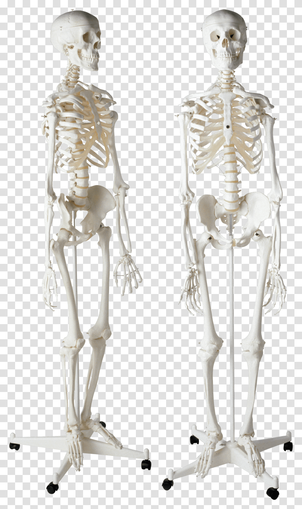 Skeleton Skelet Cheloveka Transparent Png