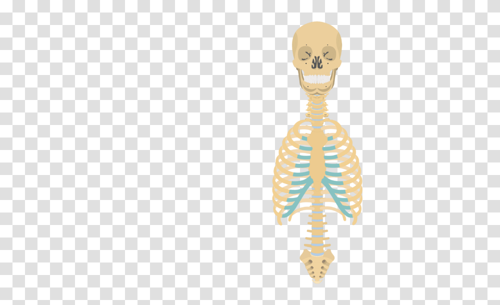 Skeleton Skeletal System Overview, Word Transparent Png