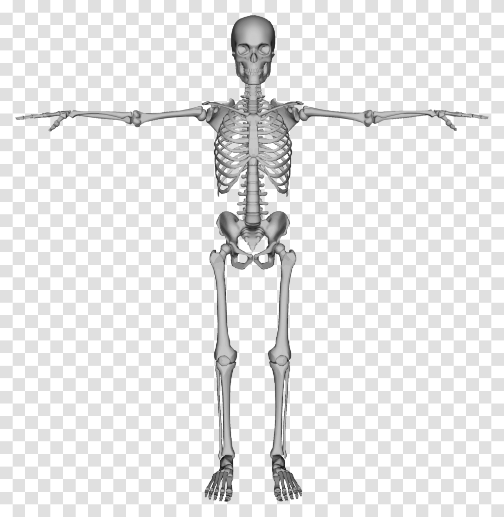 Skeleton Skeleton Back, Person, Human, Cross Transparent Png