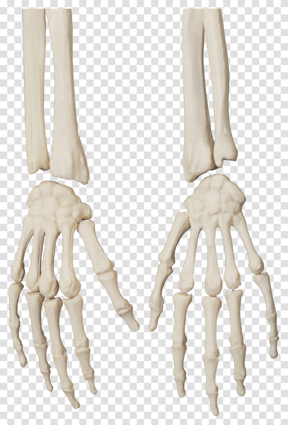 Skeleton Skeleton Hand, Hip Transparent Png
