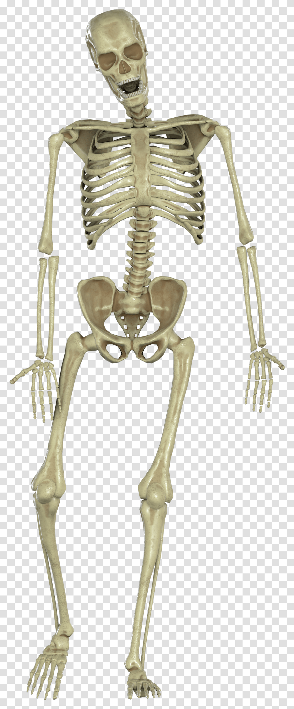 Skeleton Skeleton, Lamp Transparent Png