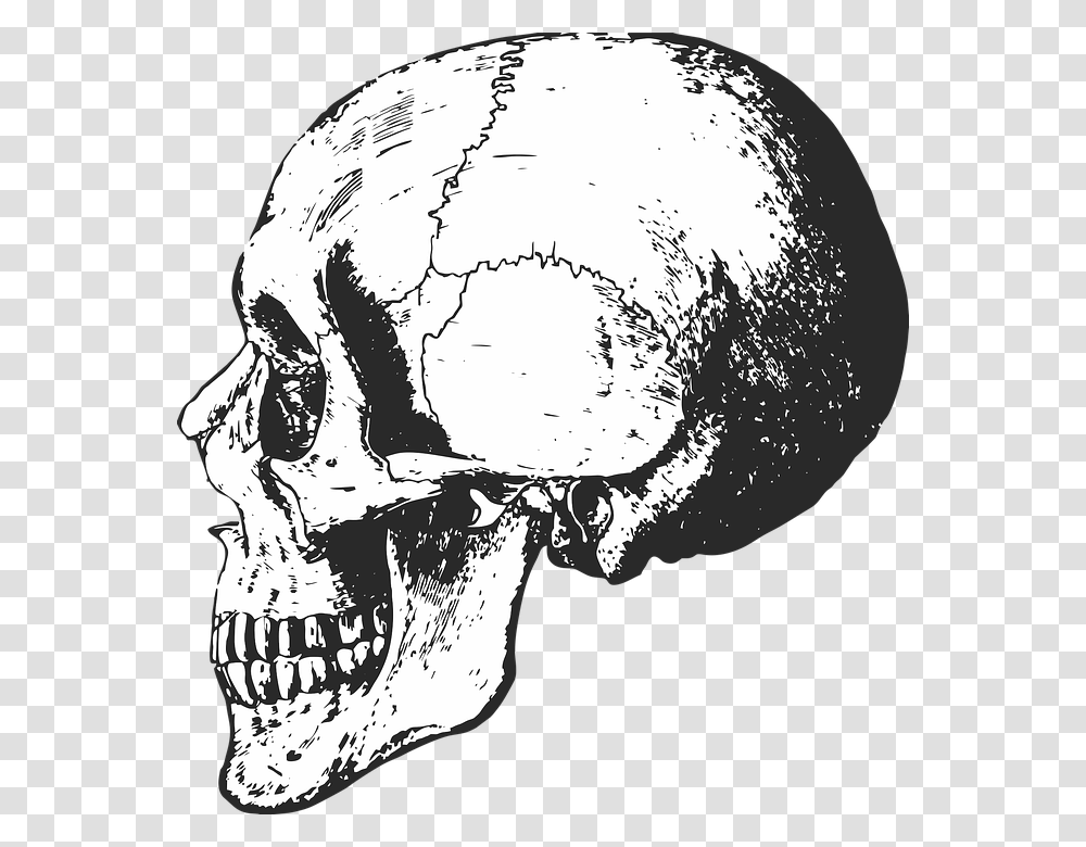 Skeleton Skull Bones Halloween Dead Horror Death Black And White Skeleton Skull, Jaw, Person, Human, Drawing Transparent Png