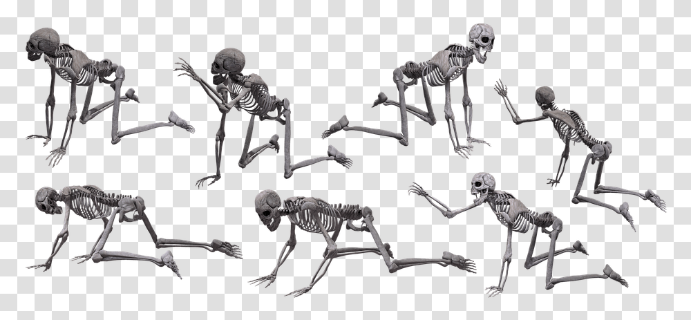 Skeleton Skull Halloween Human Isolated Scary Human Skeleton Crawling, Person Transparent Png