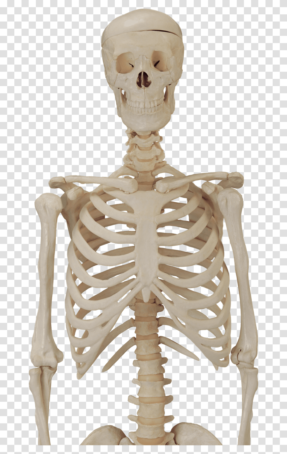Skeleton Skull Skeleton Body Background, Tiger, Wildlife, Mammal, Animal Transparent Png