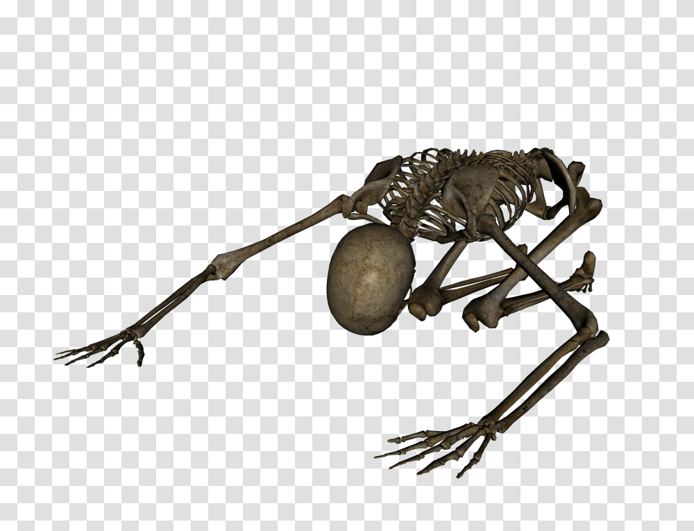 Skeleton Skulls Images Free Download, Animal, Invertebrate, Insect, Wasp Transparent Png