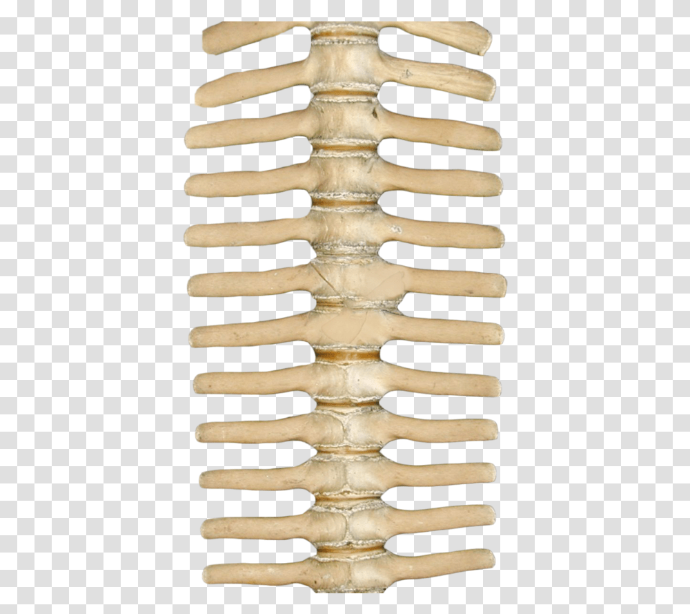 Skeleton Spine, Computer Keyboard, Electronics, Rug, Neck Transparent Png