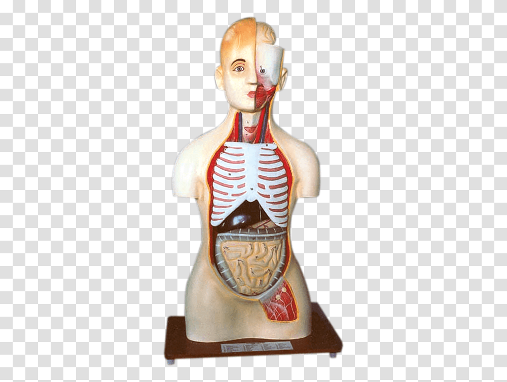 Skeleton, Torso, Person, Human Transparent Png