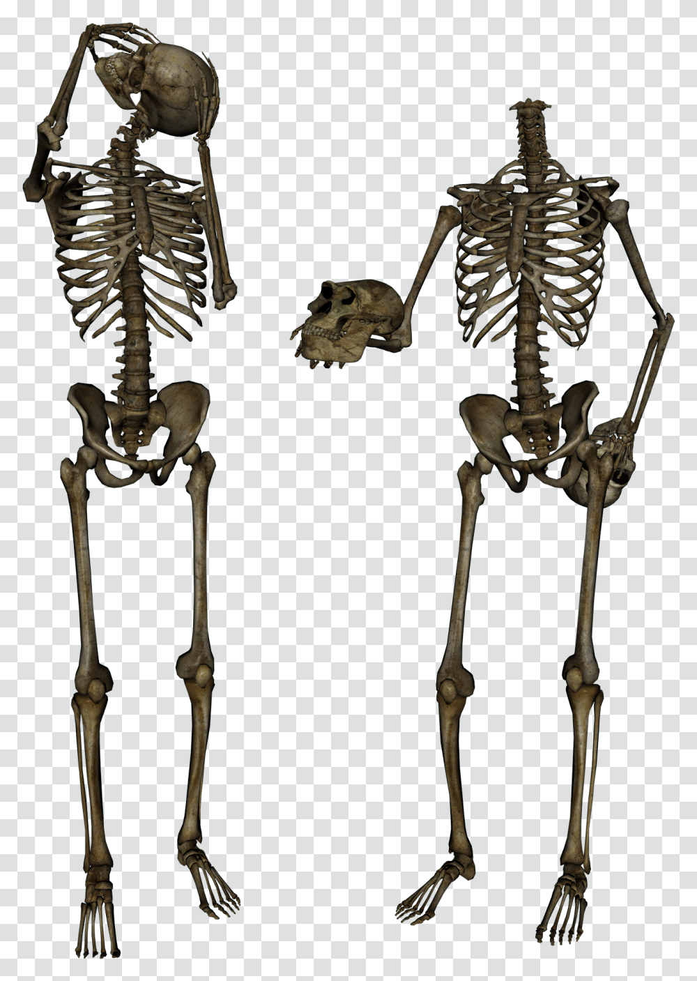 Skeleton Transparent Png