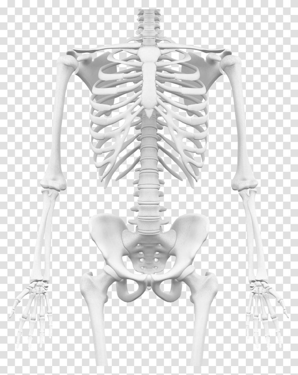 Skeleton Transparent Png