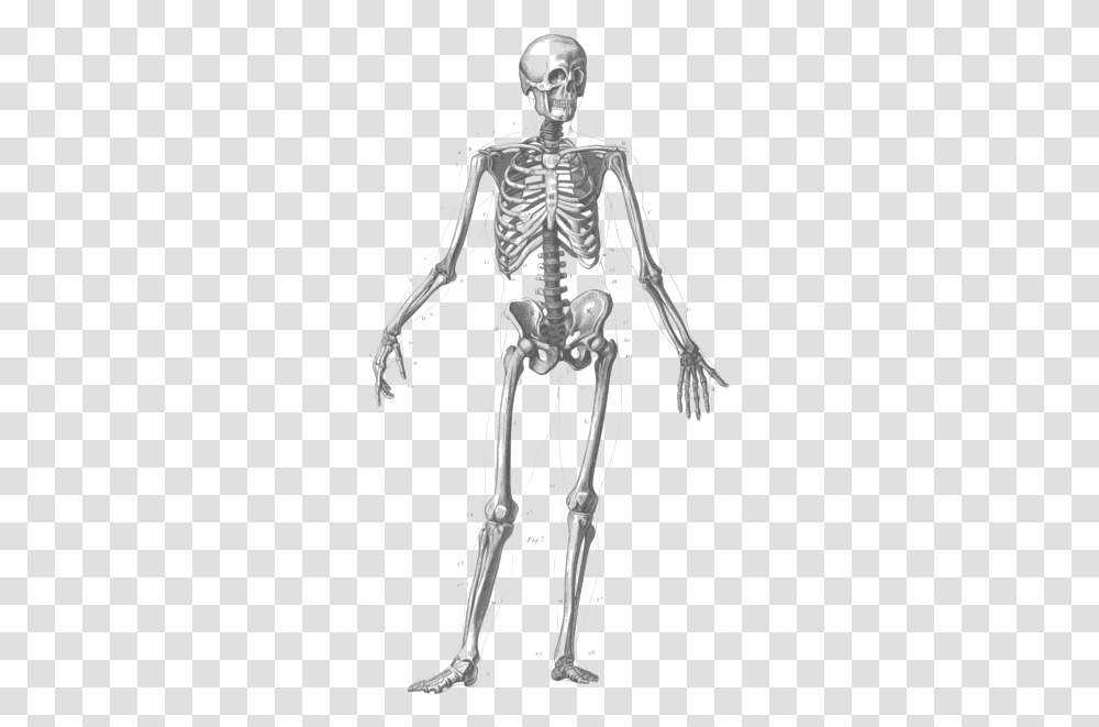 Skeletonfigure Drawinghuman Many Bones In Human Body, Person, X-Ray, Medical Imaging X-Ray Film, Ct Scan Transparent Png