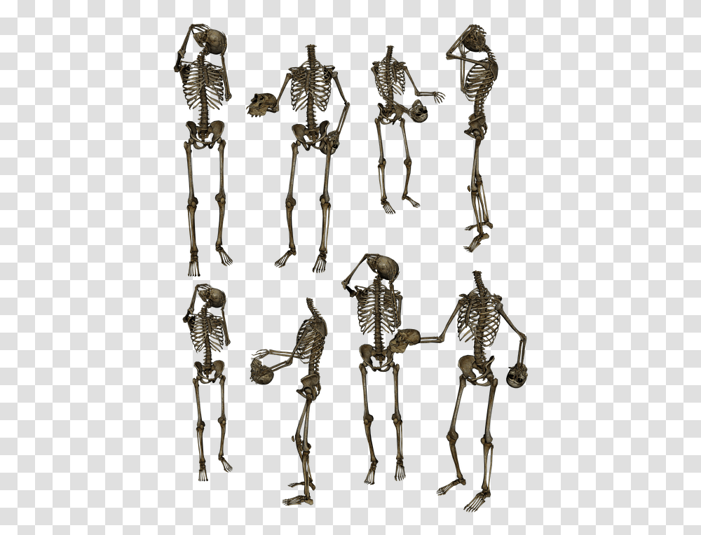 Skeletons Bones Skull Funny Humor Human Skeletons Transparent Png