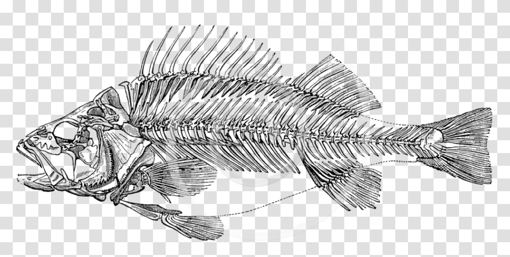 Skeletons Fish Skeleton, Spiral, Coil, Rope Transparent Png