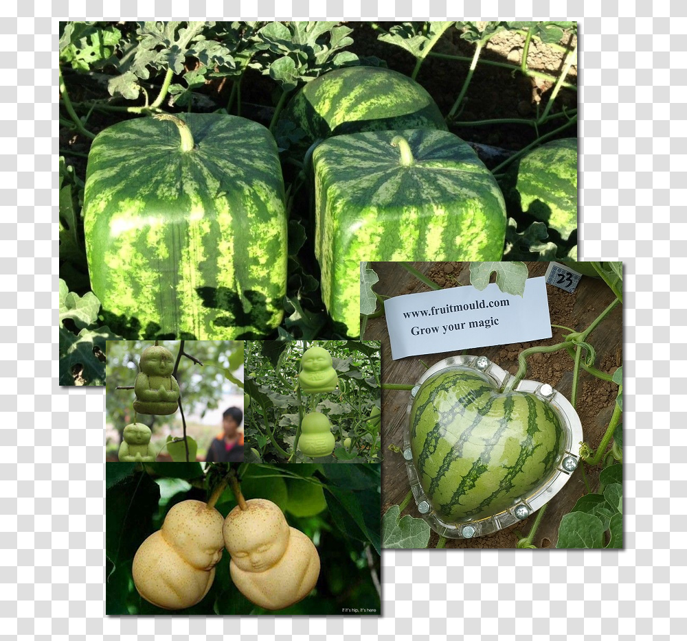 Skelton Human Body Shape Fruit, Plant, Melon, Food, Person Transparent Png