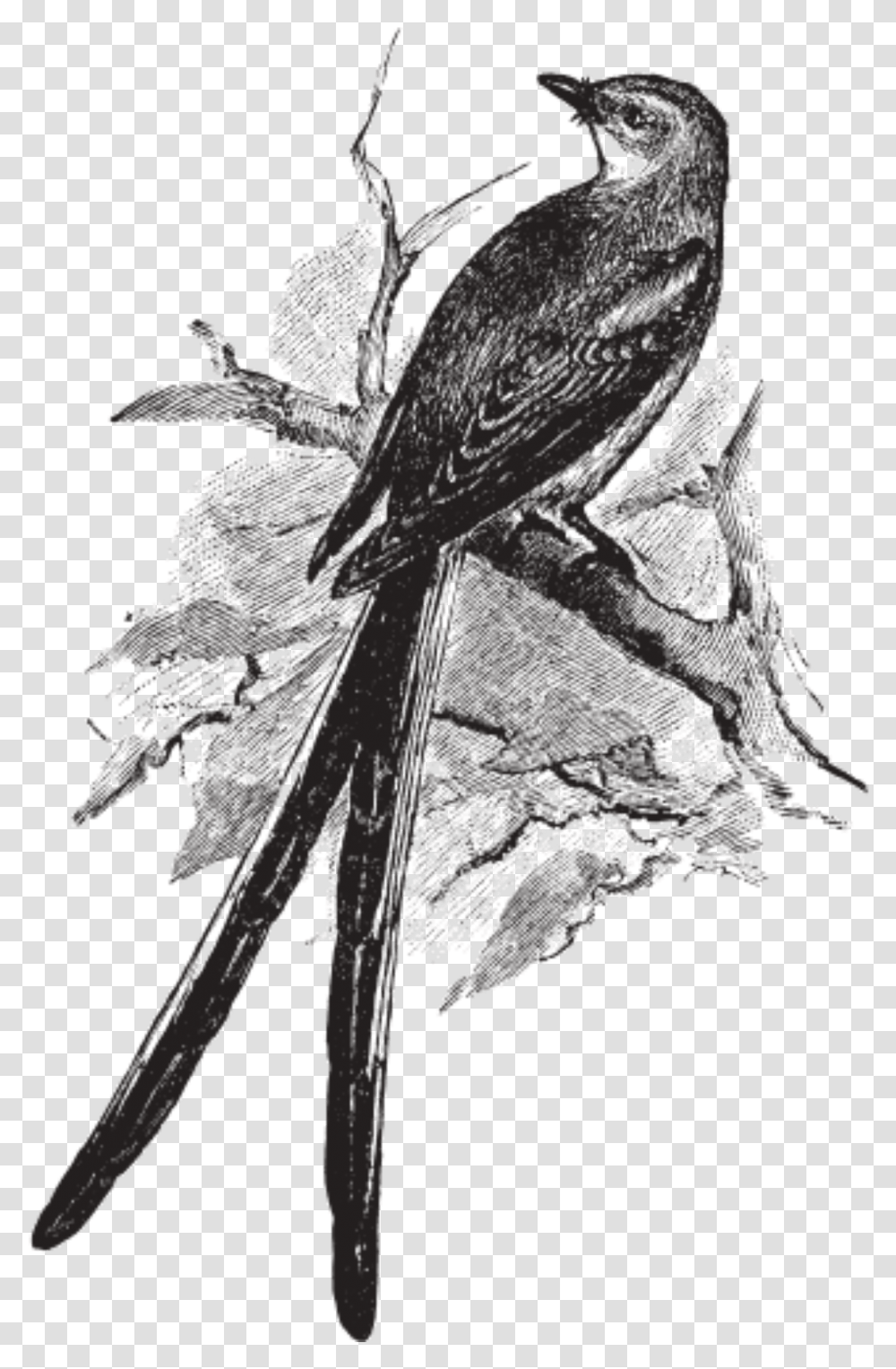 Sketch, Bird, Animal, Anthus, Blackbird Transparent Png
