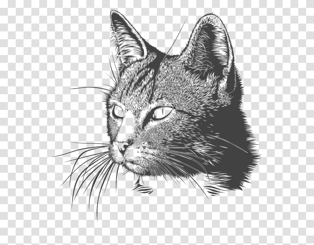 Sketch Cat Head Tattoo, Pet, Mammal, Animal, Black Cat Transparent Png