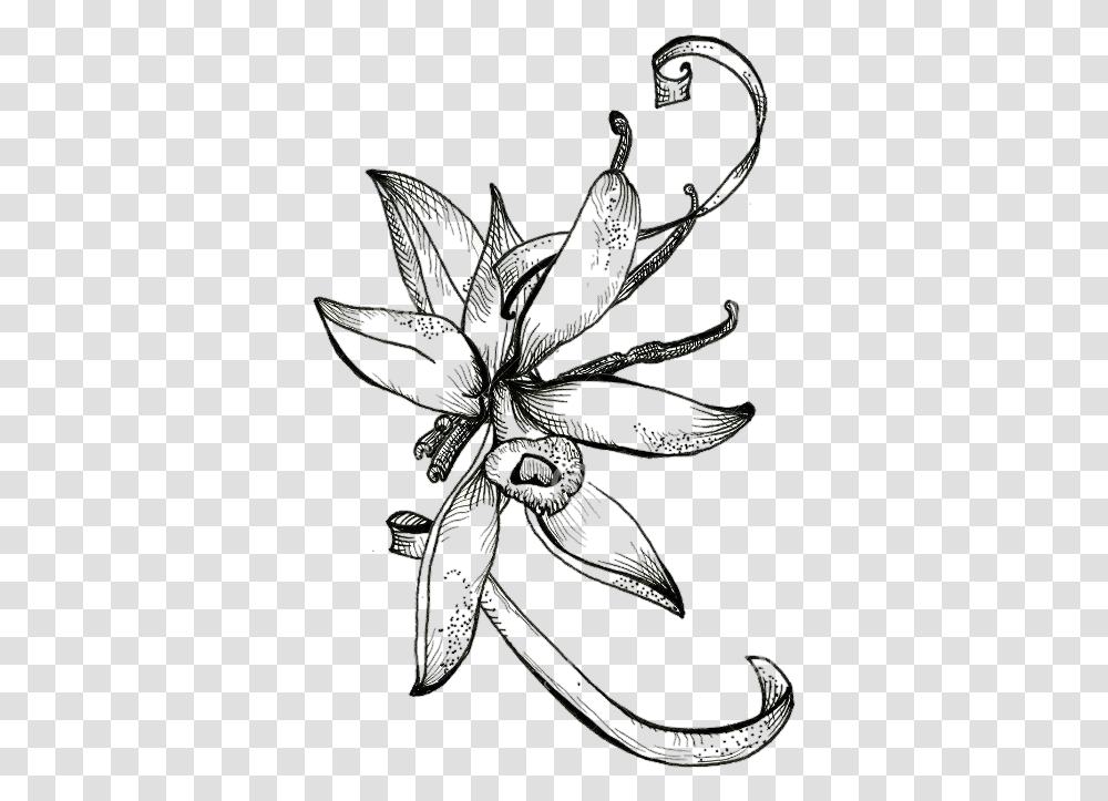 Sketch Cocoa Flower, Floral Design, Pattern Transparent Png