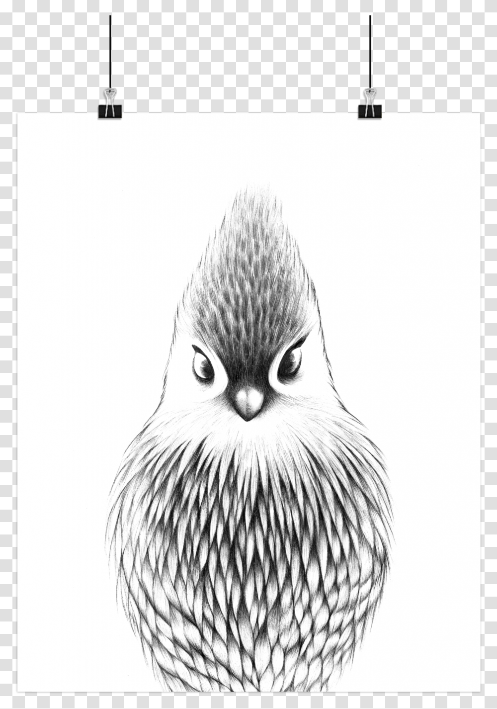 Sketch, Drawing, Chicken, Poultry Transparent Png