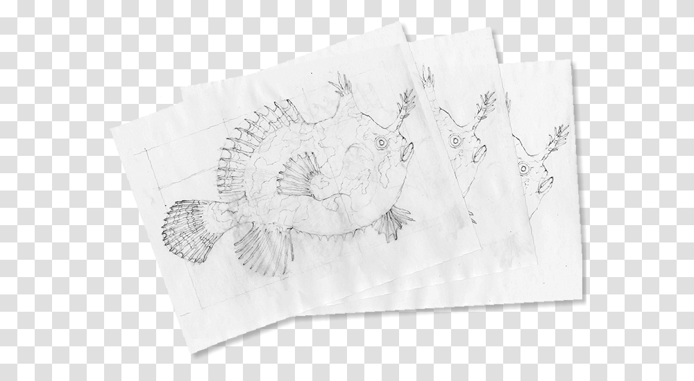 Sketch, Drawing, Paper, Bird Transparent Png