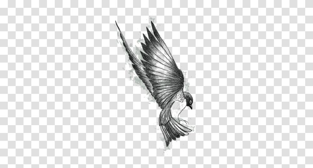 Sketch, Eagle, Bird, Animal Transparent Png