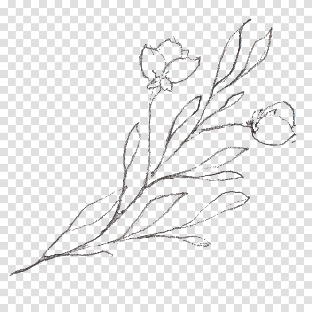 Sketch, Green, Plant Transparent Png