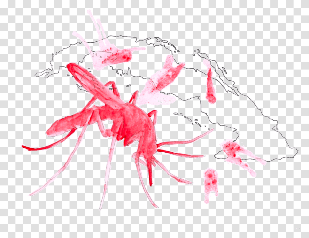 Sketch, Insect, Invertebrate, Animal, Stain Transparent Png