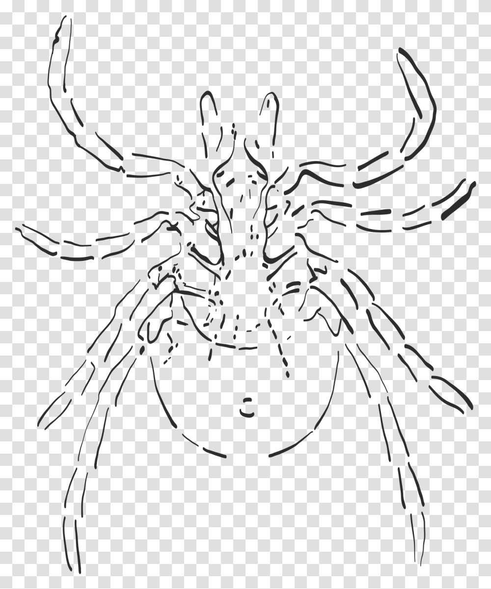 Sketch, Invertebrate, Animal, Insect, Spider Transparent Png