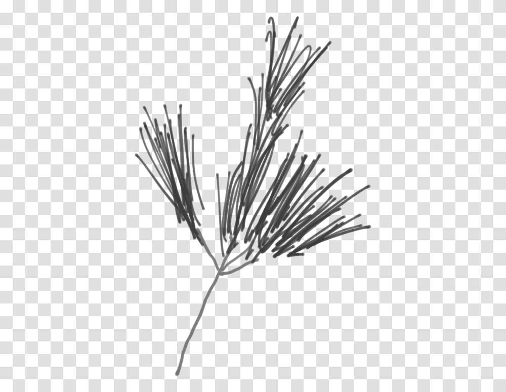 Sketch Of A White Pine Branch Western Yellow Pine, Plant, Bird, Animal, Flower Transparent Png