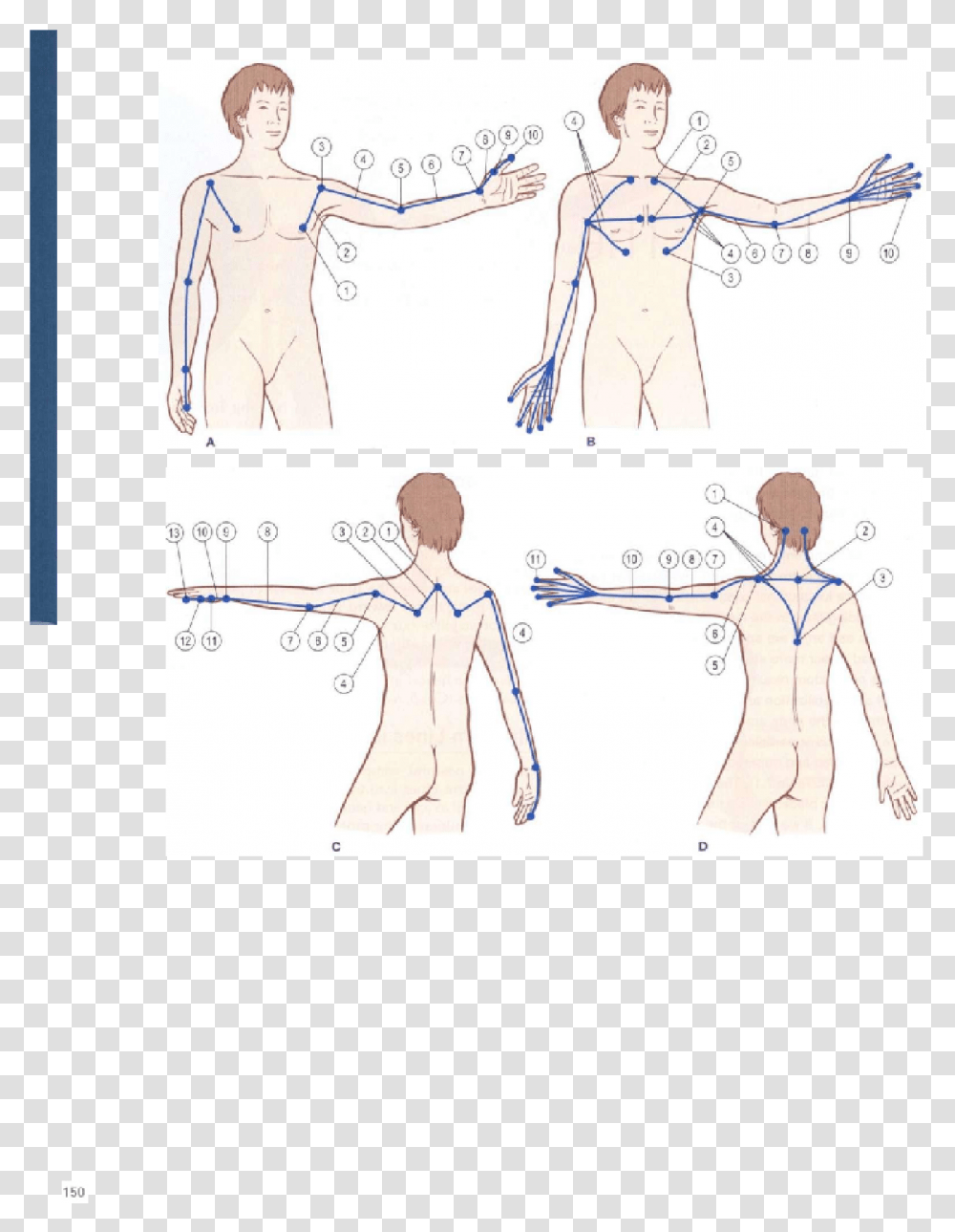 Sketch, Person, Plot, Diagram Transparent Png