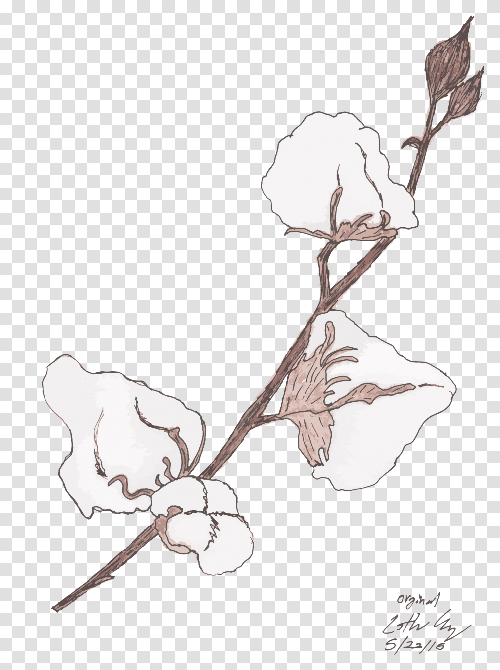 Sketch, Plant, Cotton, Flower, Blossom Transparent Png
