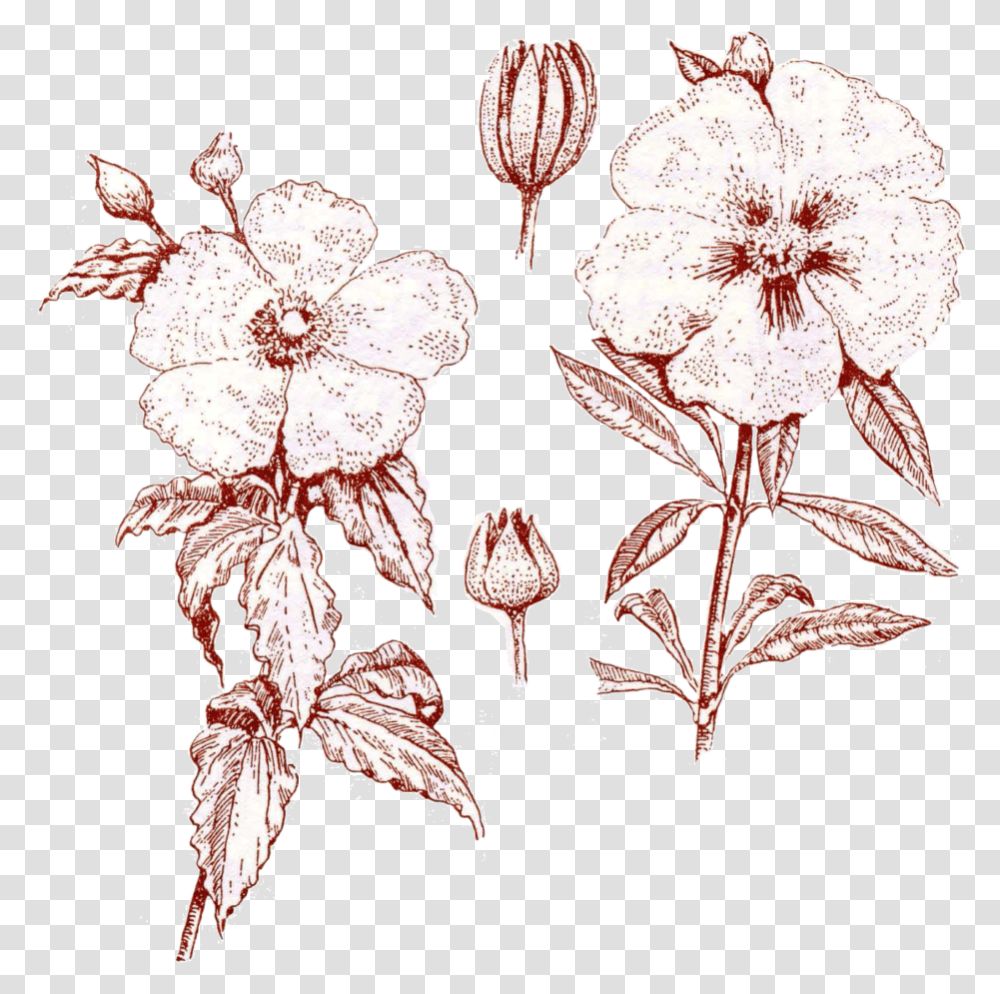 Sketch, Plant, Floral Design, Pattern Transparent Png