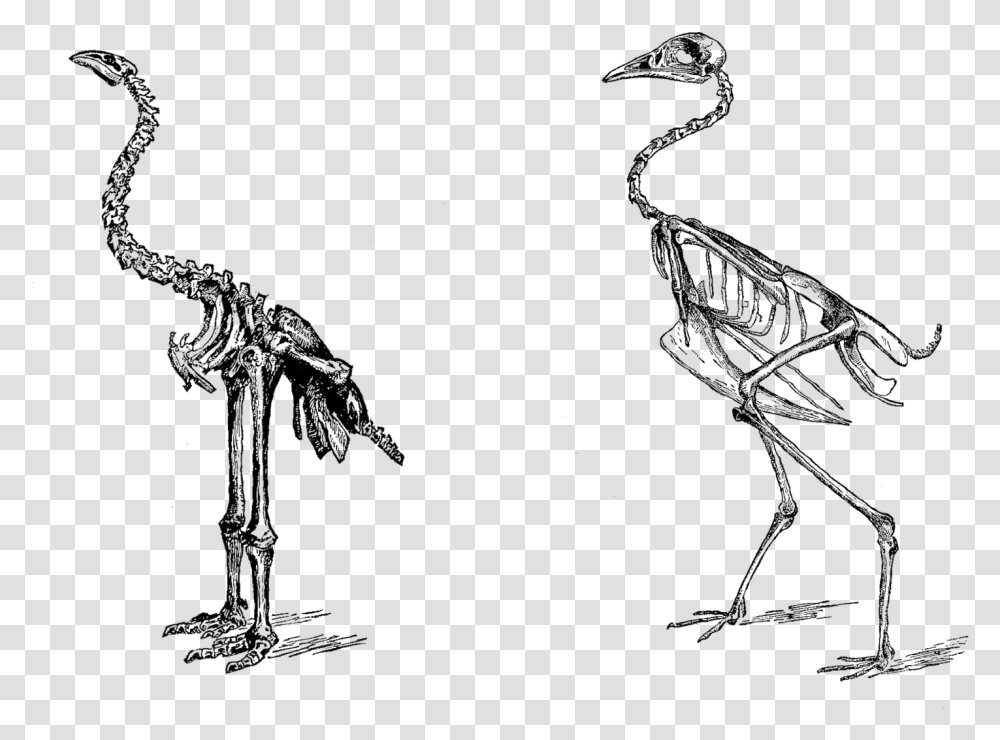 Sketch, Skeleton, Lizard, Reptile, Animal Transparent Png