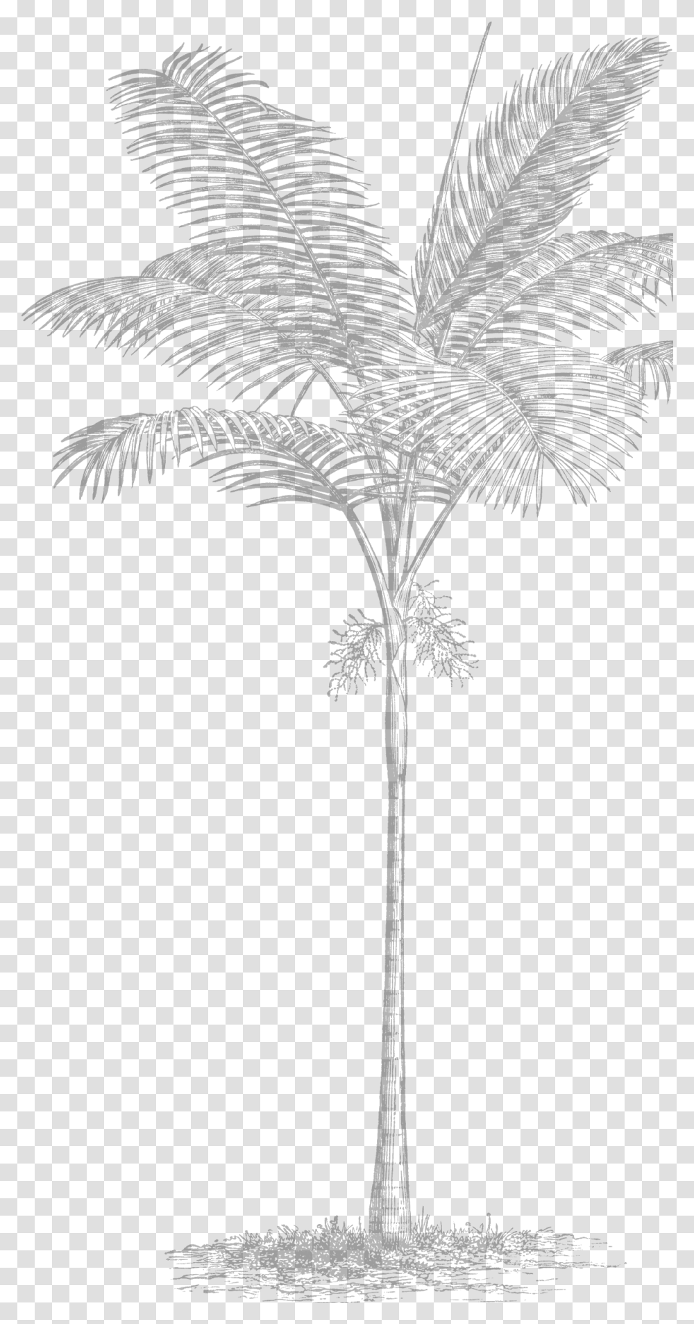 Sketch, Tree, Plant, Palm Tree, Arecaceae Transparent Png