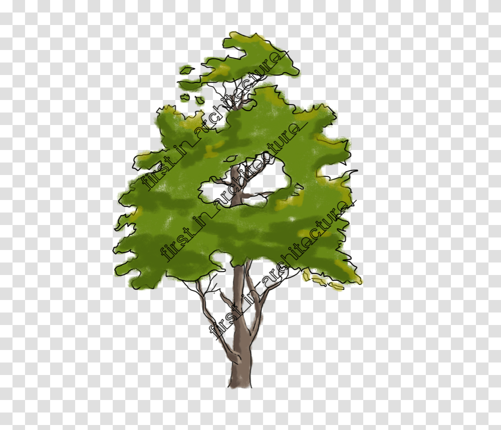 Sketch Up Components, Plant, Leaf, Tree, Vegetation Transparent Png