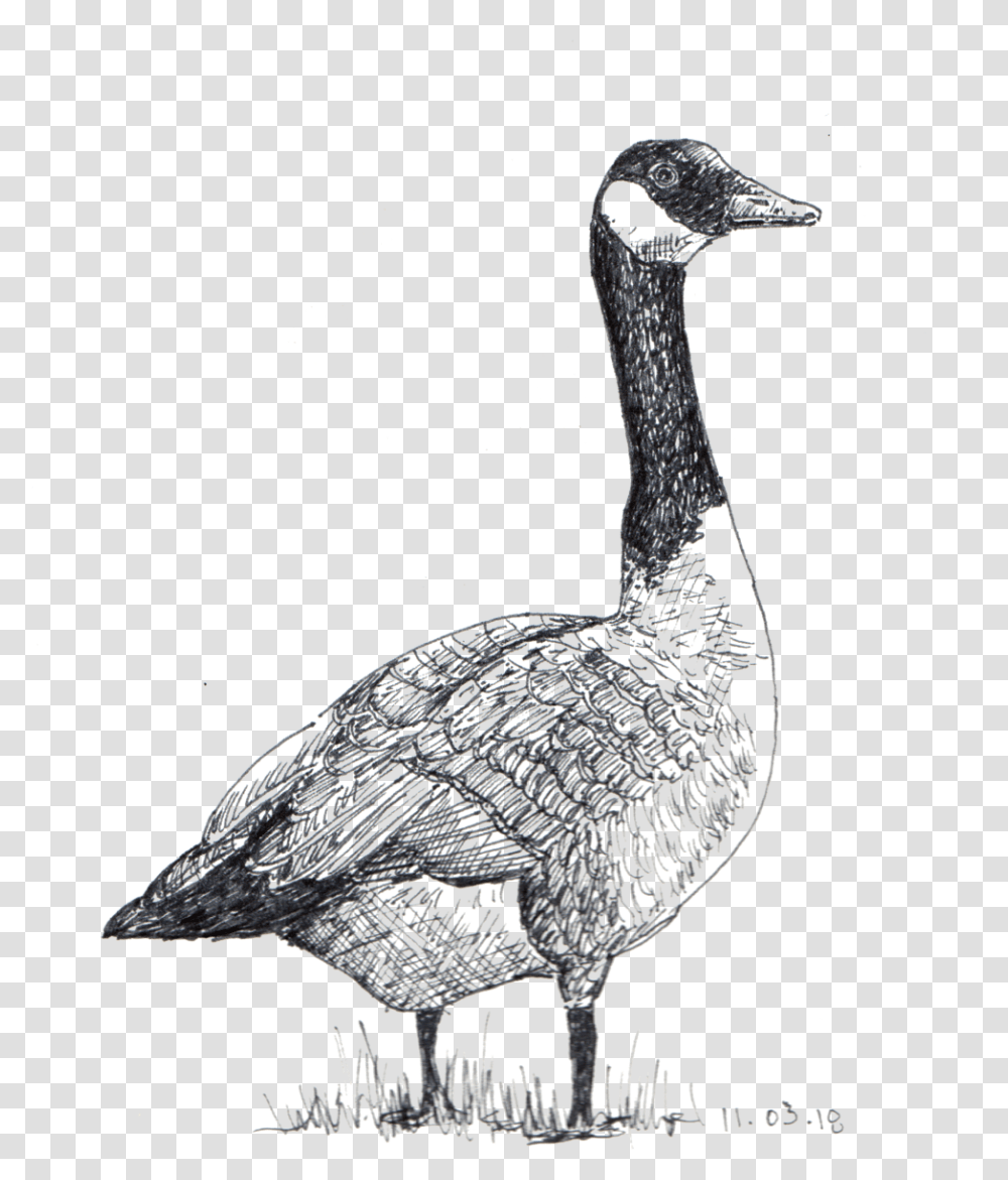 Sketches - Betsy Heron Goose, Bird, Animal, Beak, Waterfowl Transparent Png