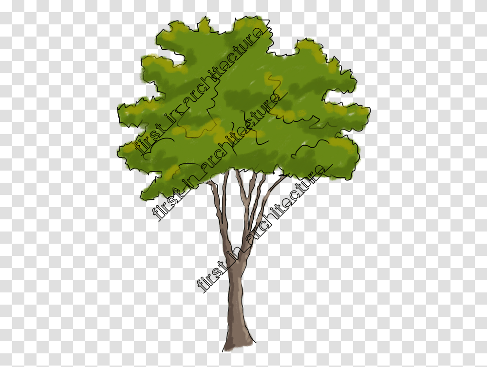 Sketchy Trees Clip Art Free Download Mossy Cup Oak, Leaf, Plant, Poster, Advertisement Transparent Png