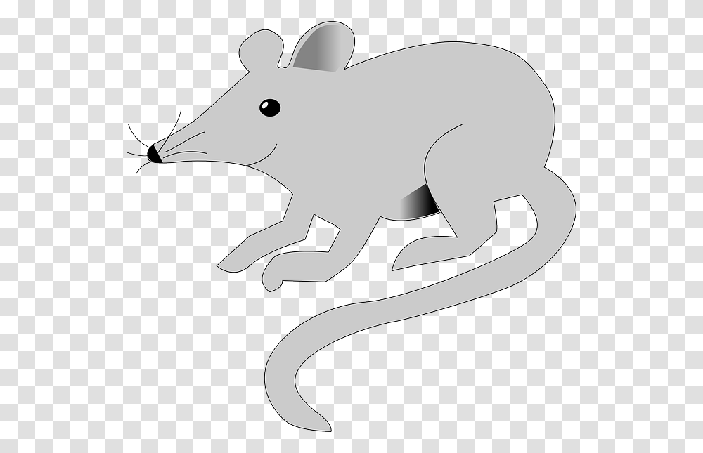 Gambar tikus