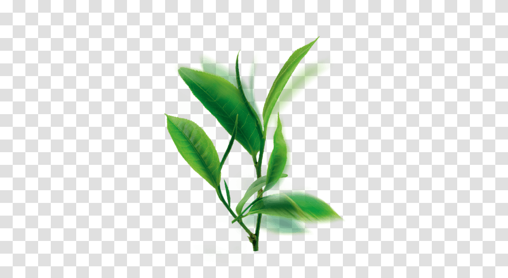 Skinactive Purifying Botanical Toner With Green Tea, Leaf, Plant, Flower, Vase Transparent Png