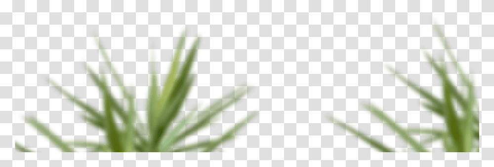 Skip To Content Sweet Grass, Plant, Flower, Petal, Daisy Transparent Png
