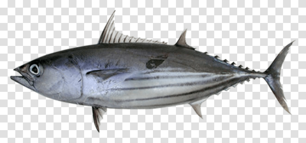 Skipjack Tuna Katsuwonus Pelamis, Sea Life, Fish, Animal, Bonito Transparent Png