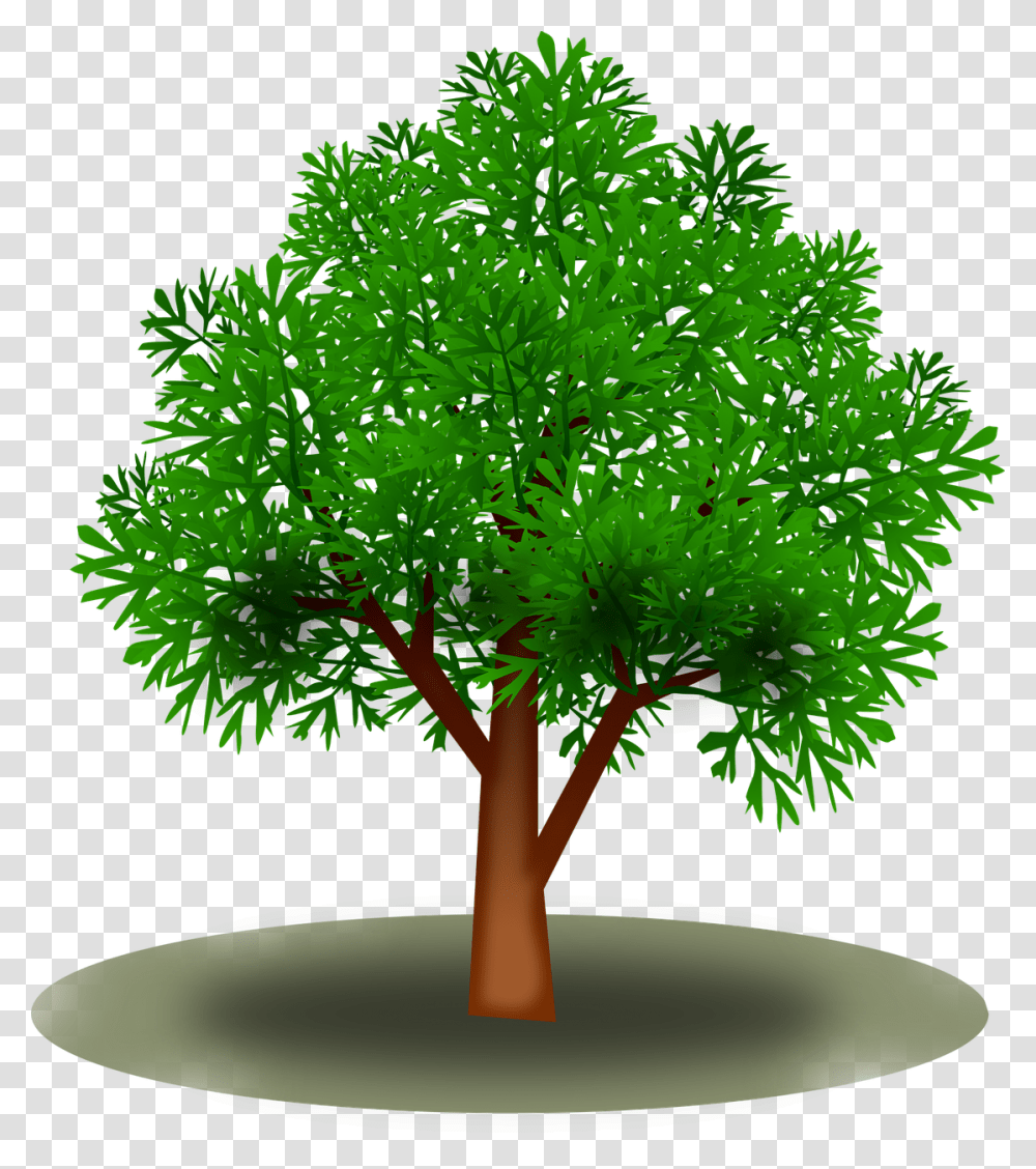 Skov, Tree, Plant, Vase, Jar Transparent Png