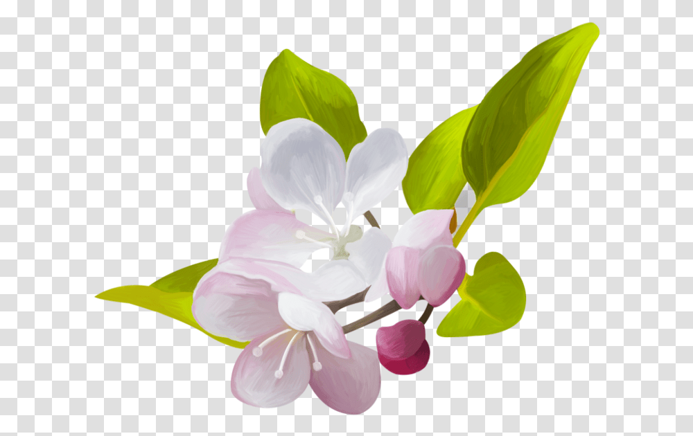 Skrap Nabor Hello Spring Cvetushaya Yablonya, Plant, Flower, Petal, Geranium Transparent Png