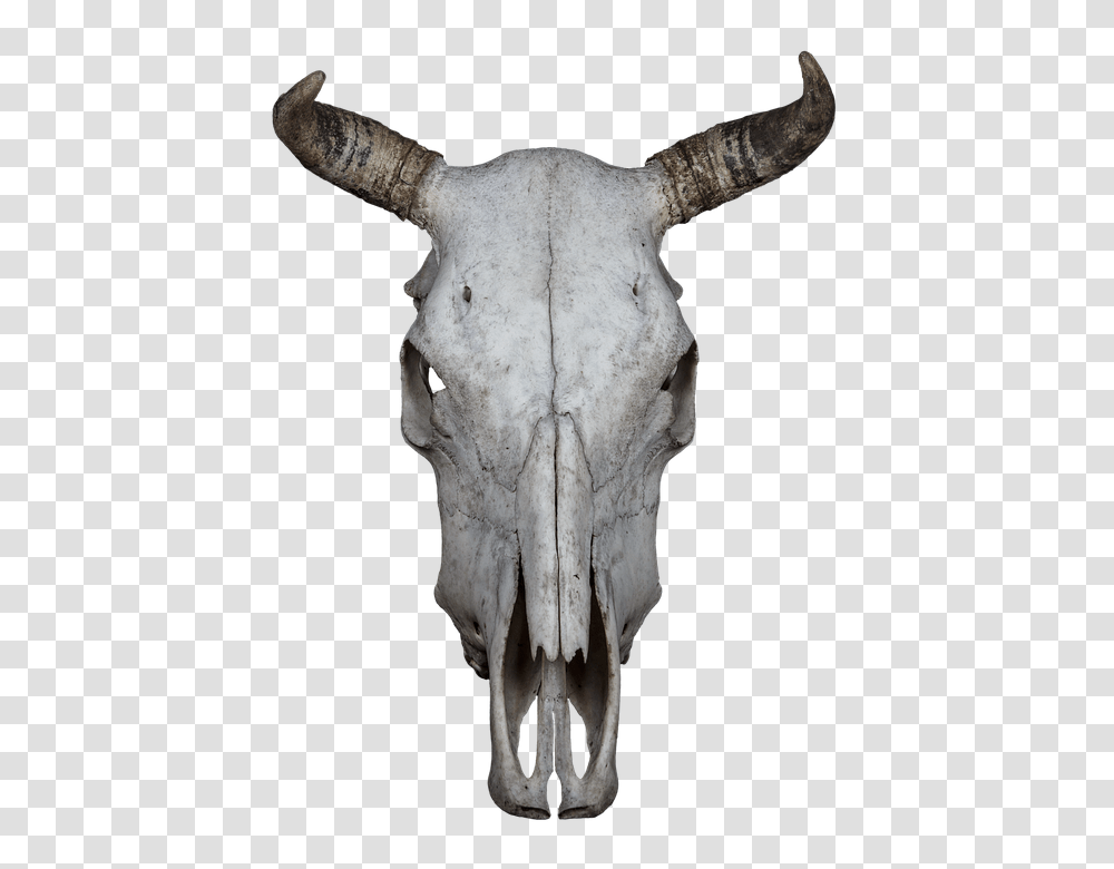 Skull 960, Animals, Mammal, Bull, Wildlife Transparent Png