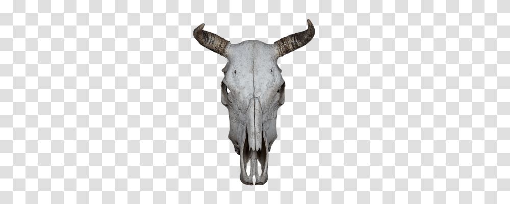 Skull Nature, Animal, Mammal, Rodeo Transparent Png