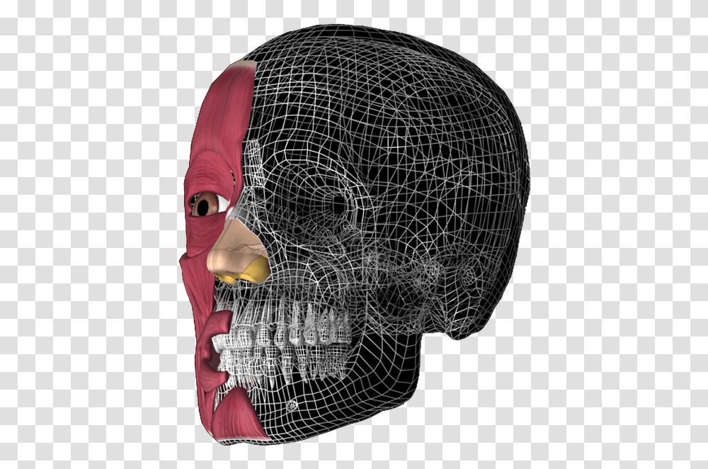 Skull 3d Anatomy Anatomy 3d 3d Head Anatomy Illustrations, Collage, Poster, Advertisement Transparent Png