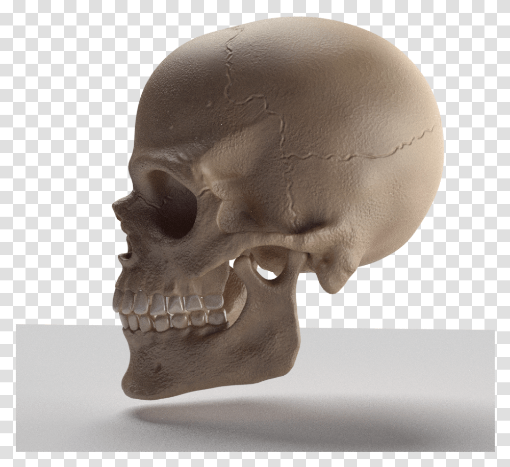 Skull 3d Model Skull, Head, Person, Human, Jaw Transparent Png