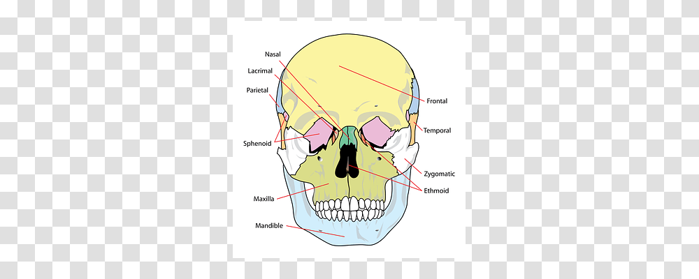 Skull Jaw, Helmet, Apparel Transparent Png